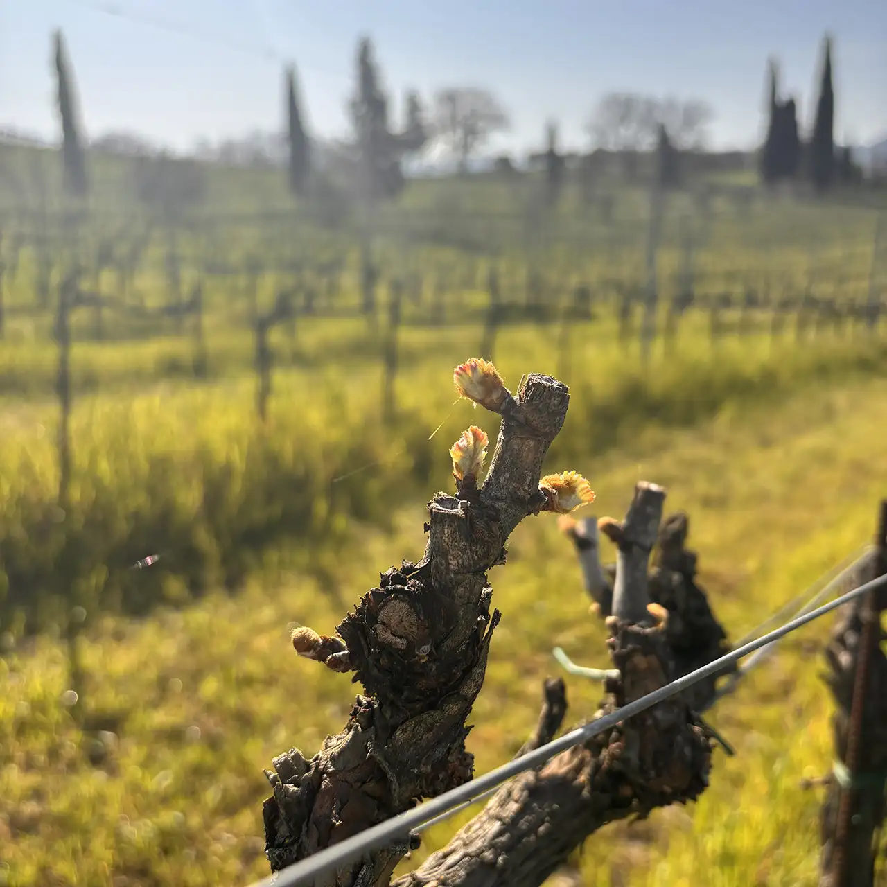 Cantine_Gavioli_II